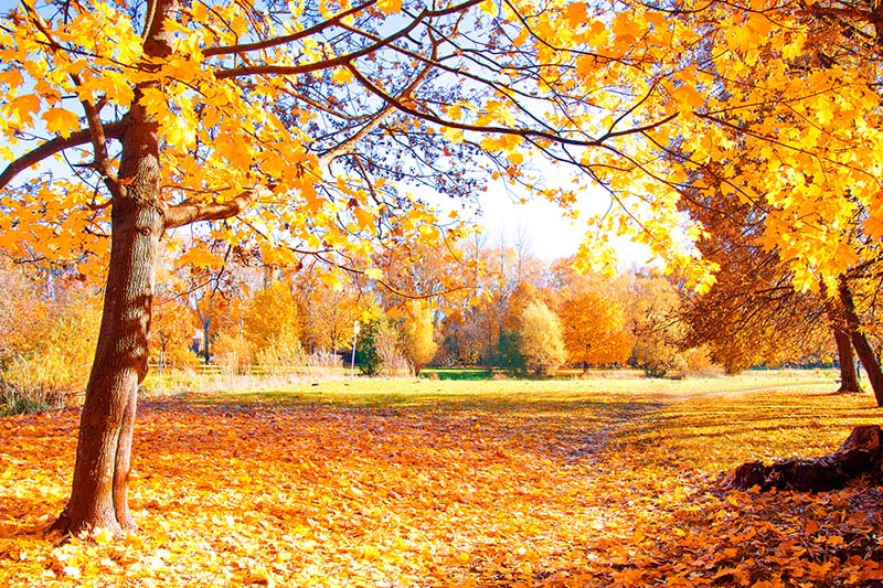 Fall colors